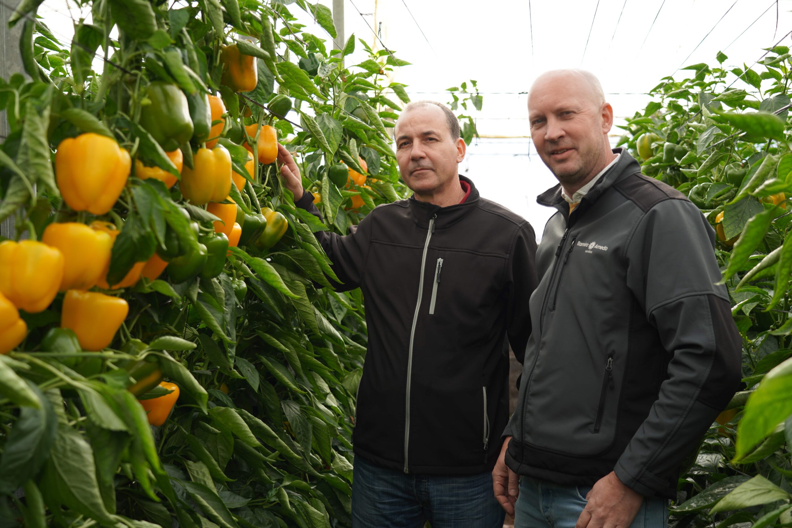 Ramiro Arnedo Pimiento Ambarino|Ramiro Arnedo Pimiento Ambarino